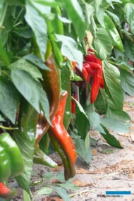 Papryka Corinto F1