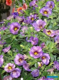 Calibrachoa_Chameleon_BlueberryScone_Westhoff-2017