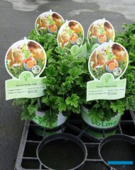 Pelargonium-Grandeur-Odorata-Orange_Florigrow