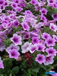 Petunia-Sanguna-Hot-Rose-Vein_Florigrow