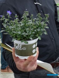 Dzwonek (Campanula) Spring Bell - markowy produkt gospodarstwa Florigrow_AC