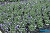 _Campanula_Spring-Bell_Florigrow