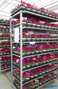 _Cyclamen_SeeWhy_Florigrow_AC