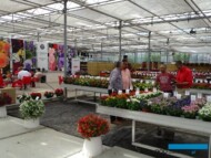 Flower Trials 2017 - firma Sakata