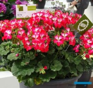 Pelargonium-zonale_Bunny-Cherry-Ice_FlowerTrials-2017