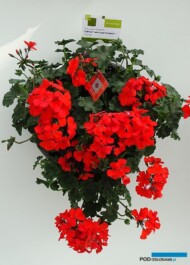 Pelargonium_Calliope-Landscape-Orange_Syngenta_FlowerTrials-2017