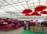 Flower Trials 2017 w firmach PanAmerican Seed, Kieft Seed,