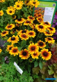 Rudbeckia hirta Kissing SmileyZ
