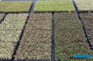 Coprosma - ukorzenione sadzonki do dalszej uprawy w gospodarstwie Florigrow,
