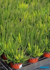 Calluna vulgaris Beauty Ladies - mix-Beauty Sisters Trio_Florigrow
