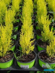 Cyprys wielkoszyszkowy (Cupressus macrocarpa) ‘Goldcrest’_Florigrow