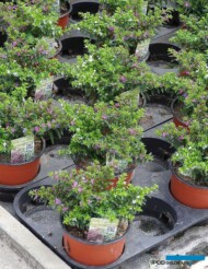Cuphea-ignea_mix_White-Magenta_Florigrow-AC