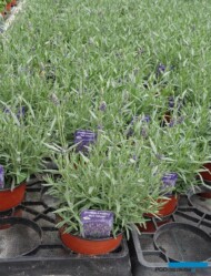 Lavandula angustifolia Aromatico 'Blue Compact'_Florigrow