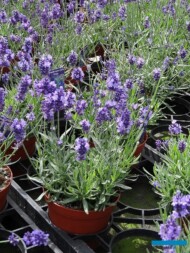 Lavandula-angustifolia_Hidcote__Florigrow