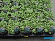Salvia officinalis 'Maxima'_Florigrow