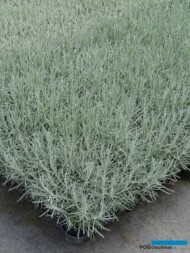 Helichrysum angustifolia 'Tall Curry'_Florigrow
