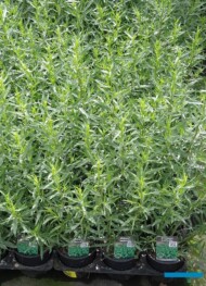 Artemisia dranunculus_Bylica draganek_estragon_Florigrow