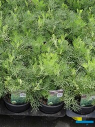 Artemisia arboratum 'Cola'_Florigrow