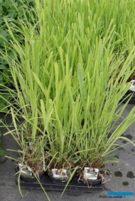 Cymbopogon citratus_Trawa cytrynowa_Florigrow