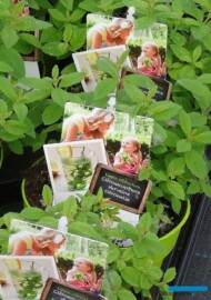 Lippia citriodora_Florigrow