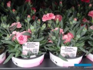 Gozdzik (Dianthus)_Oscar-Pink_Florigrow_AC