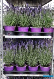 Lavandula-angustifolia__Florigrow