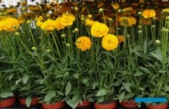 Coreopsis_GoldenCrown_Florigrow