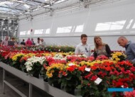 FlowerTrials-2017_Beekenkamp