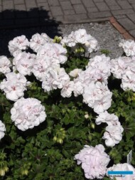 Pelargonium-peltatum_Toscana-Lona-GC_Florensis_FlowerTrials-2017