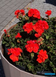 Pelargonium-zonale_Sally_Florensis_FlowerTrials-2017