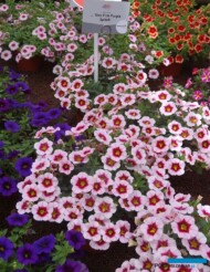 Calibrachoa_Uno-Pink-Purple-Splash_Selecta_FlowerTrials-2017