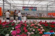Flower Trials 2017 w firmie Dummen Orange (w Holandii)
