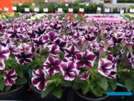 Petunia Sweetunia 'Miss Marvelous' (Dummen Orange)