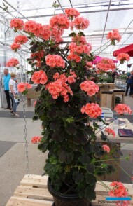 Pelargonium zonale - odmiana z grupy Tall Dark & Handsome z pokazów firmy Thompson & Morgan
