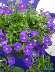 Petunia_Surfinia-Ocean-Blue_MNP-Flowers_Suntory_FlowerTrials 2017
