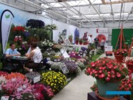 FlowerTrials 2017 w siedzibie firmy MNP Flowers (tu: prezentacje przedsiębiorstw Prudac oraz Channel Island Plants)