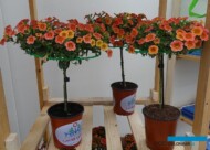 Funtastic-Calibrachoa_Histhil__FlowerTrials-2017