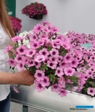 Petunia_Capella_Danziger_FlowerTrials-2017