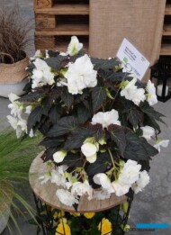 Begonia x tuberhubrida Nonstop Joy Mocca 'White' (Benary)