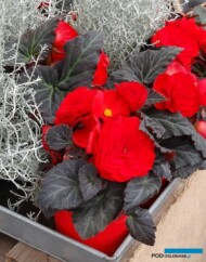 Begonia x tuberhubrida Nonstop Mocca 'Red' (Benary)