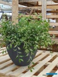 Disporum cantoniense Moonlight
