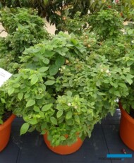 Rubus ideaus Lowberry Baby Dwarf