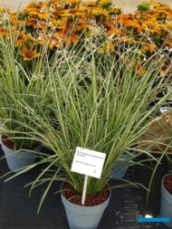 Chlorophytum-saundersiae_Starlight_Plantarium-2017