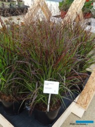 Panicum virgatum Sangria