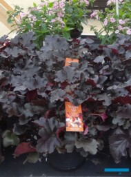 Heuchera Black Pearl