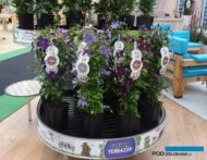 Powojniki "podane" według nowej koncepcji FleuraTerrazza (nagroda dziennikarzy_Plantarium-2017