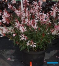 Gaura lindheimeri Graceful Pink_Plantarium-2017