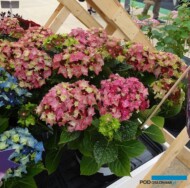 Hydrangea-macrophylla_Lady-Mata-Hari