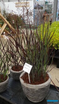 Panicum virgatum Purple Breeze