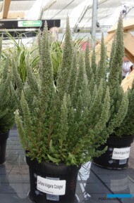 Calluna-vulgaris_Skyline-Cologne